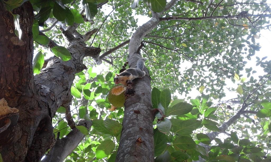 Sanjana Home Stay Хабарана Экстерьер фото